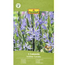 Verpackung von einer Camassia leichtlinii ''Caerulea'' Blumenzwiebel mit Insekt freundlich Symbol