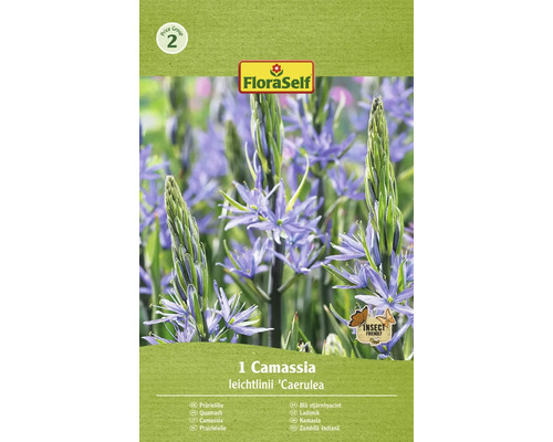 Blumenzwiebel Lilie FloraSelf ' Camassia Leichtlinii ' 1 Stück