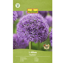 Verpackung mit einer Allium Gladiator Zwiebel von FloraSelf