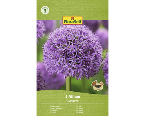 Blumenzwiebel Zierlauch FloraSelf ' Gladiator ' 1 Stück