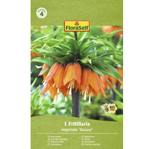 Verpackung einer Fritillaria imperialis Aurora Blumenzwiebel
