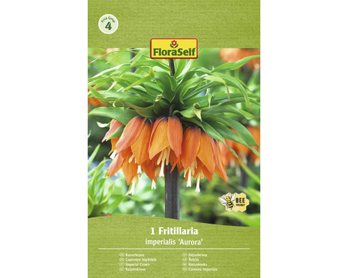 Blumenzwiebel Kaiserkrone FloraSelf ' Imperialis Aurora ' 1 Stück
