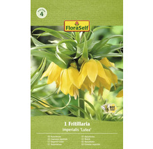 Verpackung mit einer Kaiserkronen Blumenzwiebel der Sorte ''Lutea''