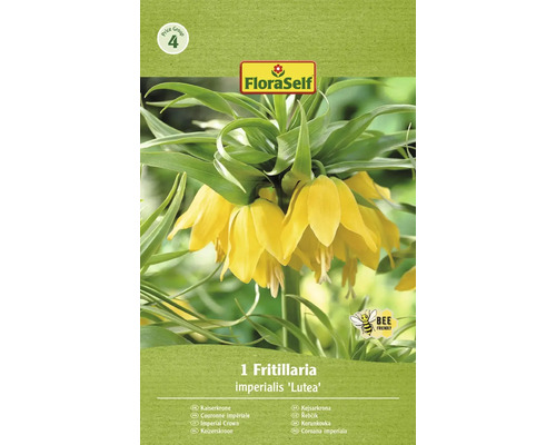 Blumenzwiebel Kaiserkrone FloraSelf ' Imperialis Lutea ' 1 Stück
