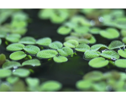 Kleiner Büschelfarn - Salvinia minima In-Vitro