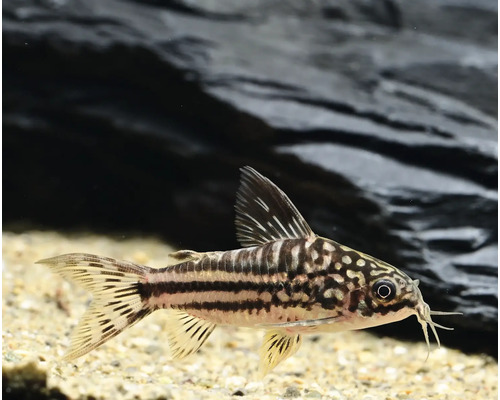 Fisch Napo Panzerwels Corydoras napoensis