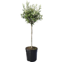 Olivenbaum im Topf