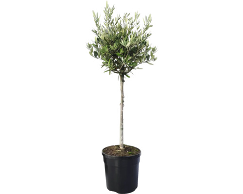 Olivenbaum im Topf