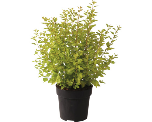 Blasenspiere FloraSelf Physocarpus opulifolius Raspberry Lemonade Co 4,5 L Spiere im Topf