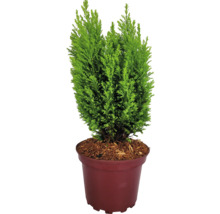 gelbe Scheinzypresse FloraSelf Chamaecyparis lawsoniana 'Ellwood's Gold' H 20-30 cm Co 2 L