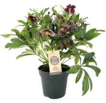 Schneerose, Lenzrose FloraSelf Helleborus orientalis Viv Victoria Ø 17 cm Topf