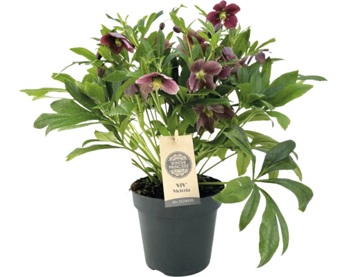 Schneerose, Lenzrose FloraSelf Helleborus orientalis Viv Victoria Ø 17 cm Topf Winter-Christrose im Topf mit dem Hinweis Winter Princess