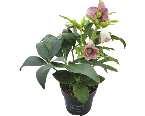 Lenzrose FloraSelf Helleborus orientalis 'Early Pink' Ø 12 cm Topf