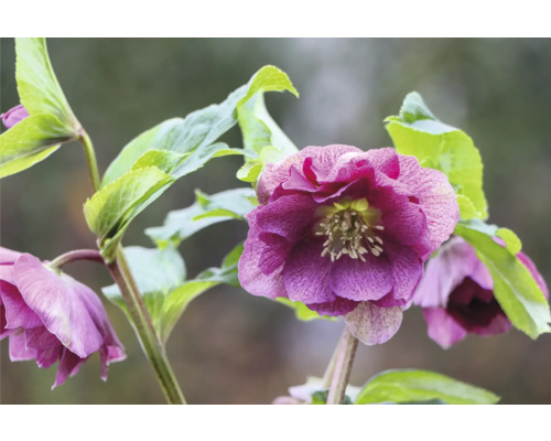 Schneerose, Lenzrose FloraSelf Helleborus orientalis Viv Ø 19 cm Topf gefüllte Blüten