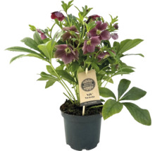 Schneerose, Lenzrose FloraSelf Helleborus orientalis Viv Victoria Ø 17 cm Topf