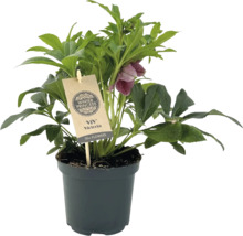 Schneerose, Lenzrose FloraSelf Helleborus orientalis Viv Victoria Ø 17 cm Topf