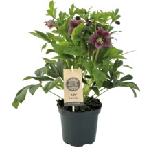 Schneerose, Lenzrose FloraSelf Helleborus orientalis Viv Victoria Ø 17 cm Topf