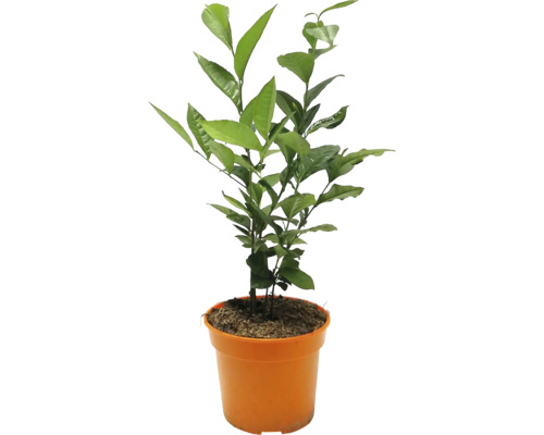 Echte Teepflanze Tee-Busch Camellia sinensis H 30-40 cm Co 3 L