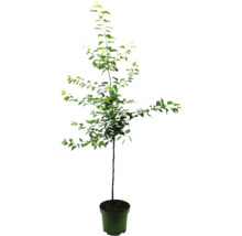 Säulenapfelbaum im Topf