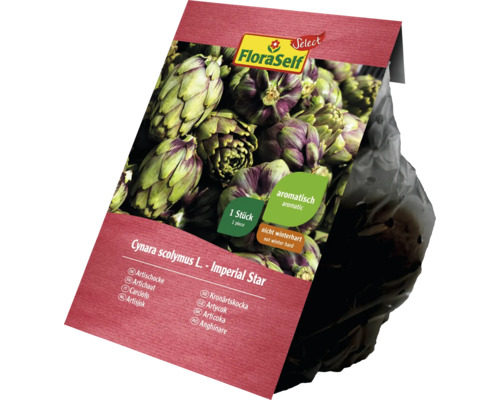 FloraSelf Artischocke ''Imperial Star'', eine Pflanze