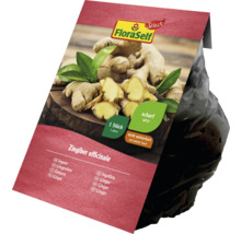 FloraSelf Ingwer Rhizom, ein Stück
