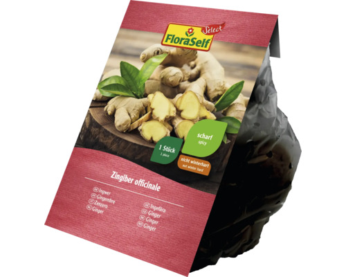 FloraSelf Ingwer Rhizom, ein Stück
