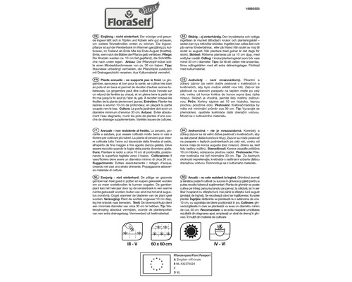 Informationen zur Ingwerpflanze mit Pflanzanleitung, Topfgröße und Pflanzenpass