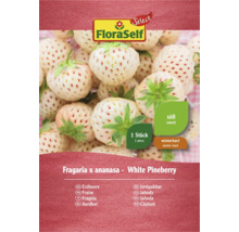FloraSelf White Pineberry Erdbeere, 1 Stück, süß und winterhart