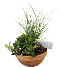 Gesteck mit Immergrün, Gras, Zapfen und Dekoschild in Terrakottatopf