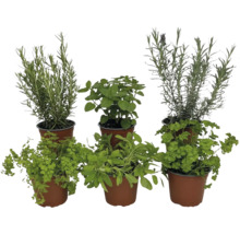 Kräutergarten mit Rosmarin, Minze, Petersilie und Salbei in Töpfen