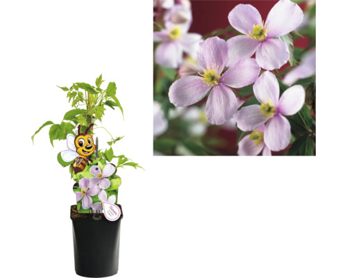 Clematis im Topf mit Blüten
