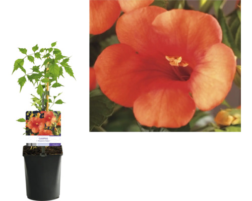 Trompetenblume im Topf