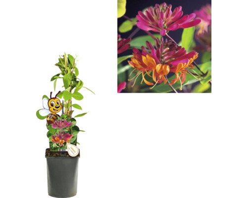 Pflanzenbild einer Heckenkirsche im Topf mit Blüten