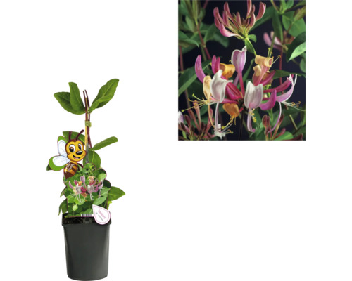 Geißblattpflanze im Topf mit ''Bienenfreundlich'' Symbol