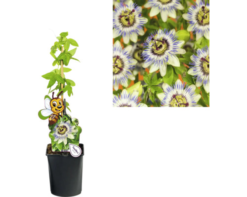 Passionsblume im Topf mit Rankhilfe