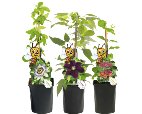 Drei Kletterpflanzen in Töpfen: Passionsblume, Clematis und Heckenkirsche