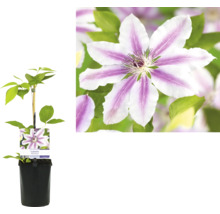 Clematis im Topf mit Blüte