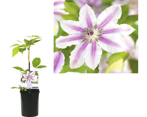 Clematis im Topf mit Blüte