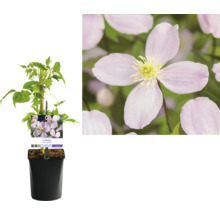 Clematis im Topf mit Kletterhilfe und Blüte im Detail