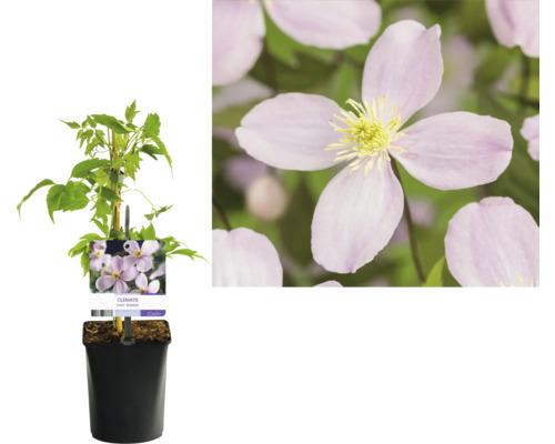 Clematis im Topf mit Kletterhilfe und Blüte im Detail