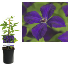 Clematis Pflanze im Topf mit Kletterhilfe