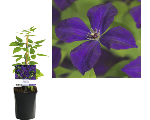 Clematis Pflanze im Topf mit Kletterhilfe