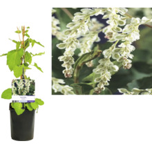 Schlingknöterich Fallopia aubertii im Topf mit Blüte