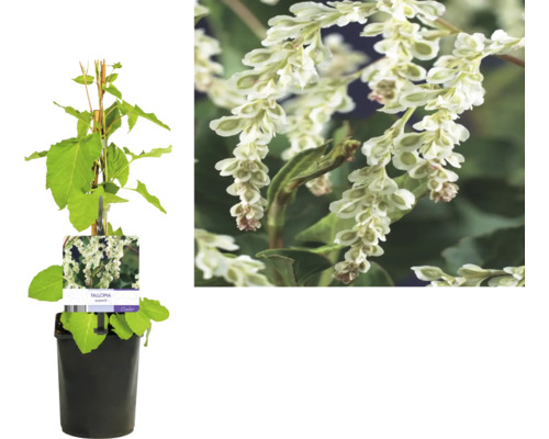 Schlingknöterich Fallopia aubertii im Topf mit Blüte