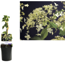 Kletterhortensie im Topf