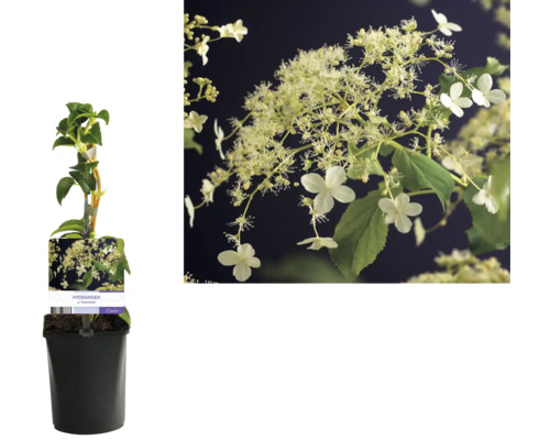 Kletterhortensie im Topf