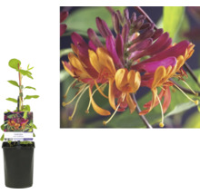Geißblatt im Topf mit orangefarbenen und magenta Blüten
