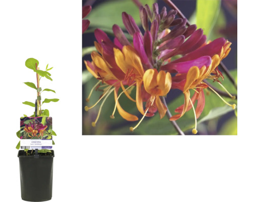 Geißblatt im Topf mit orangefarbenen und magenta Blüten