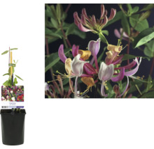 Im Topf gezogene Geißblattpflanze mit Blüte