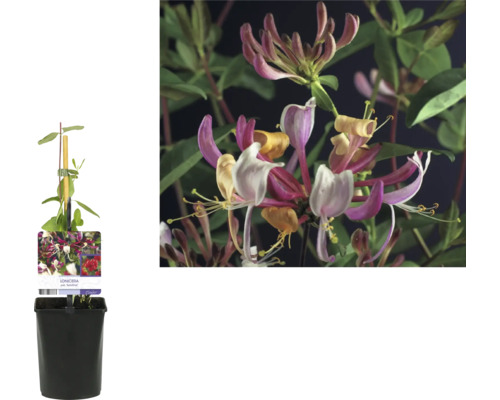 Im Topf gezogene Geißblattpflanze mit Blüte